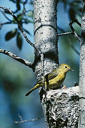 American yellow warbler