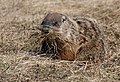 Marmota monax