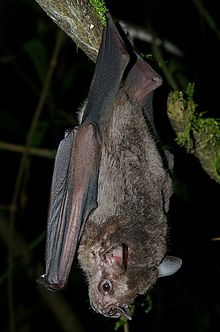 Mexican Fruit Bat