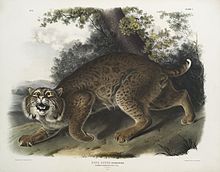 Lynx roux