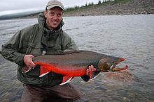 Arctic char