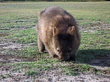 Common (Forest, Naked-nosed) Wombat