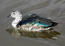 Canard à bosse