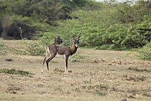 Hirschziegenantilope