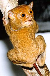 Horsfield's tarsier
