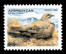 Tétras du Caucase
