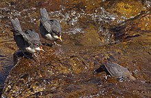 Wasseramsel