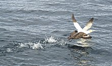 Northern gannet