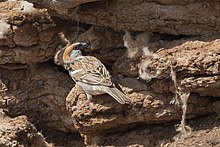 Saxaul sparrow