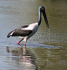 Black-necked stork