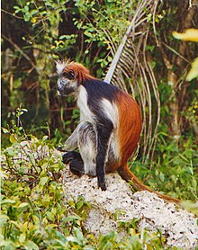 Zanzibar red colobus