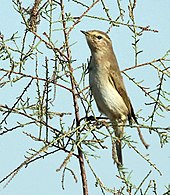 Common chiffchaff