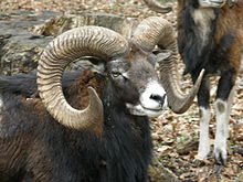 Red Sheep, Mouflon