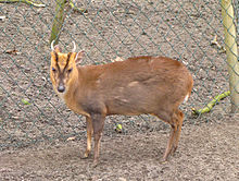 Chinesischer Muntjak