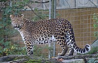 Northeast Asian leopard