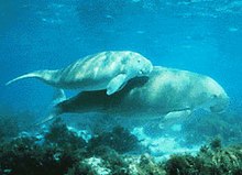 Dugong dugon
