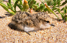 Charadrius ruficapillus