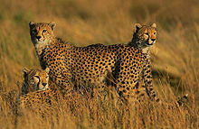 East African cheetah