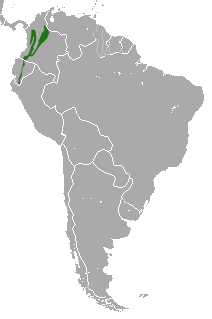 Kolumbianischer Nachtaffe