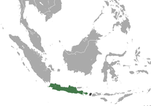 Langur de Java