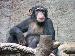 Szympans zwyczajny