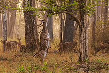 Spotted Deer, Chital, Axis