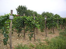 Georgian wine