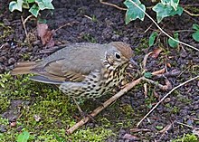 Turdus philomelos