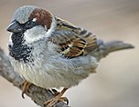 Moineau domestique