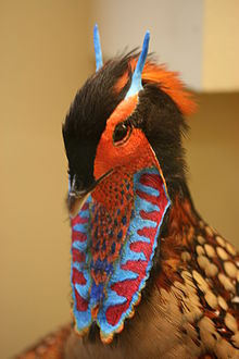 Cabottragopan