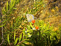Polyommatus bellargus