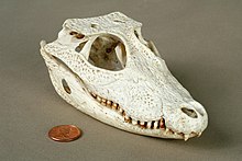 Osteolaemus tetraspis