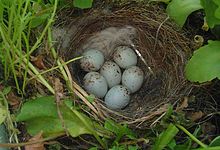 Carduelis carduelis