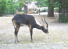 Weißnacken-Moorantilope