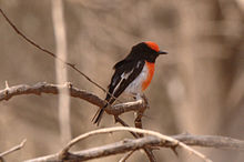 Red-capped robin