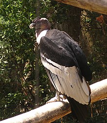 Andean condor