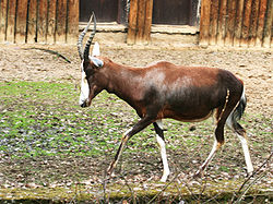 Blesbok