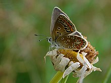 Common blue