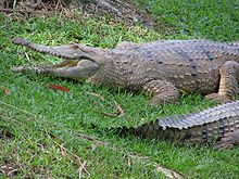 Crocodile de Johnston