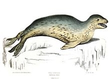 Léopard de mer