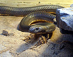 Central Asian Cobra