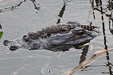 Alligator d'Amérique