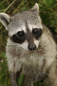 Cozumel (Pygmy) Raccoon