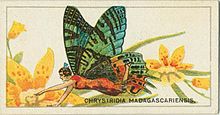 Chrysiridia rhipheus