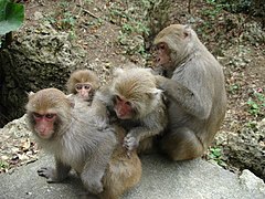 Macaque de Formose