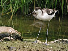 Avocette élégante