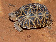 Serrated tortoise
