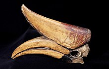 Rhinoceros hornbill