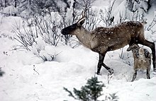Boreal woodland caribou