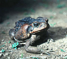 Giant (or Cane) Toad